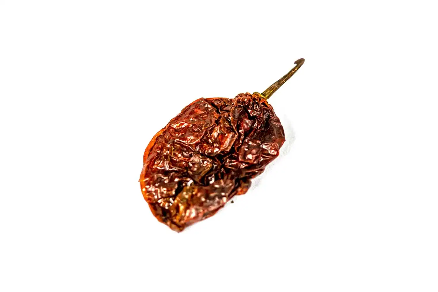 Piment Bhut Jolokia 33