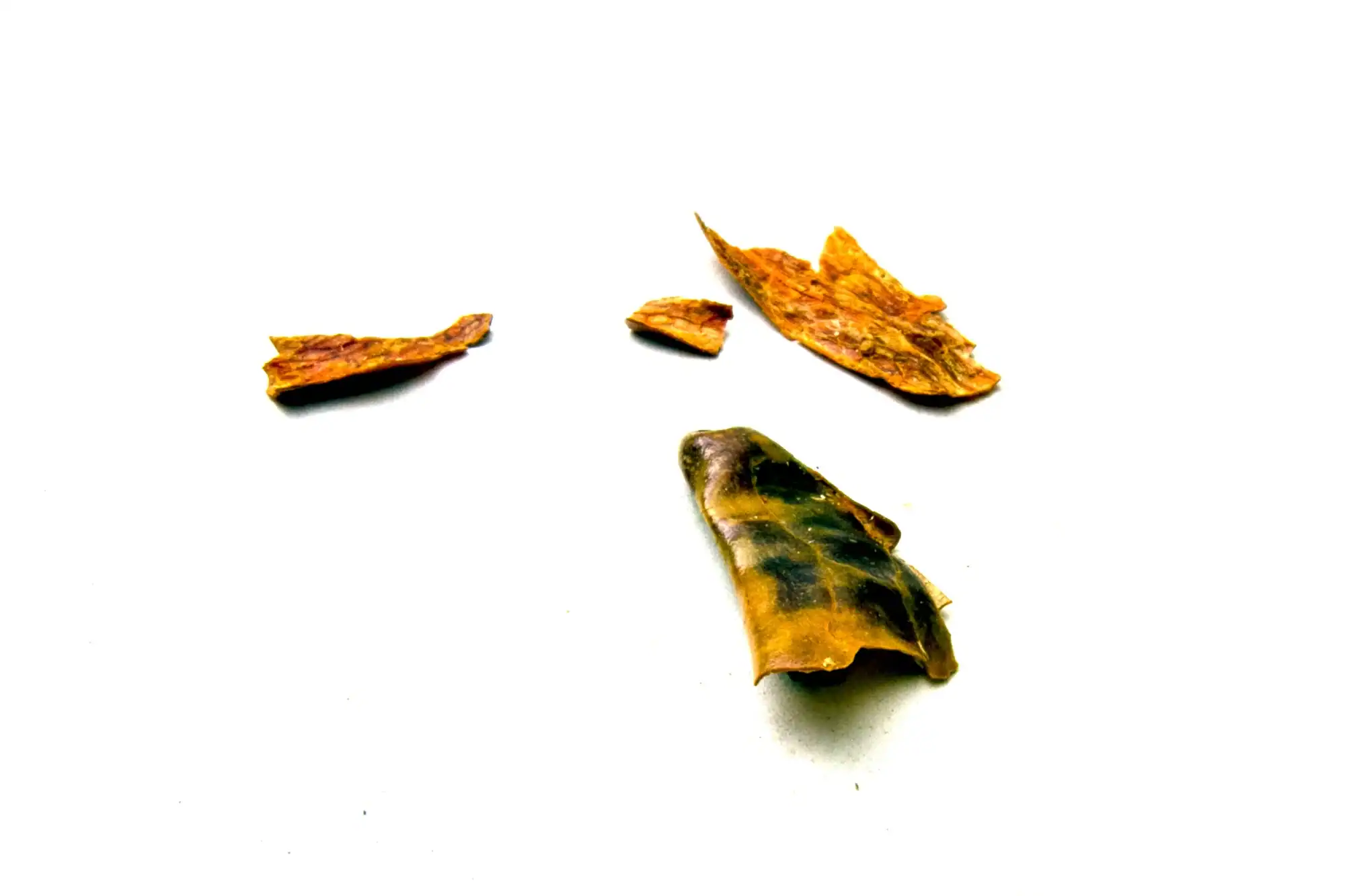 Piment oeil d'oiseau 2